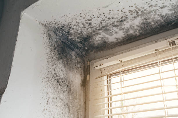 Affordable Mold Inspection And Testing solutions in Allenwood, PA